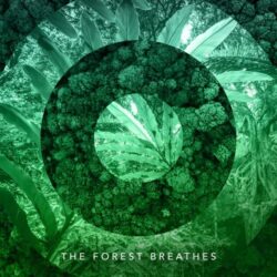 دانلود موسیقی بی کلام جنگل نفس می کشد (The Forest Breathes) اثر موسیقی درون