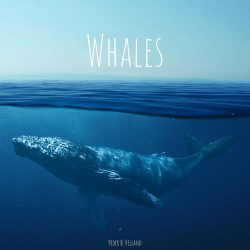 دانلود موسیقی بی کلام نهنگ ها (Whales) اثر پدر بی. هلاند