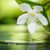 دانلود موسیقی بی کلام گلهای شناور (Floating Flowers)