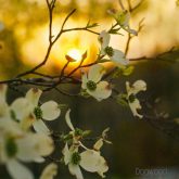 دانلود موسیقی بی کلام درخت زغال اخته (Dogwood)