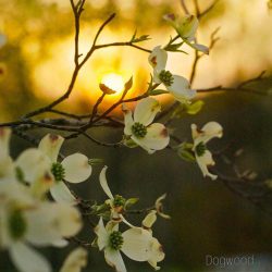 دانلود موسیقی بی کلام درخت زغال اخته (Dogwood)