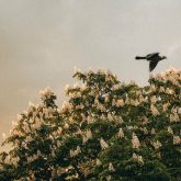 دانلود موسیقی بی کلام اقاقیا (Acacia)
