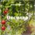 دانلود موسیقی بی کلام باغ میوه (Orchard)