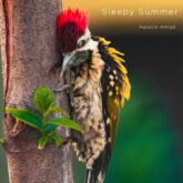 دانلود موسیقی بی کلام تابستان خواب آلود (Sleepy Summer)